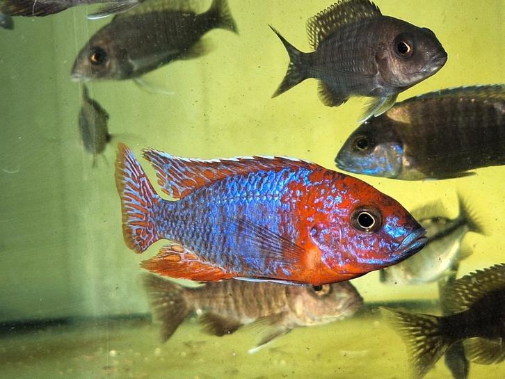 Malawi letteboer zondag, Dieren en Toebehoren, Vissen | Aquariumvissen, Vis