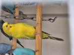Te koop duitsfallow split bf split bw, Vrouwelijk, Parkiet