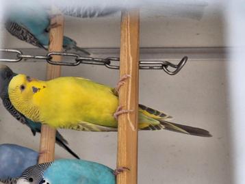 Te koop duitsfallow split bf split bw beschikbaar voor biedingen