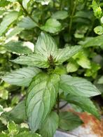 Prachtige stekjes cologne munt plant stekken colognemunt, Tuin en Terras, Ophalen, Zomer, Kruiden, Halfschaduw