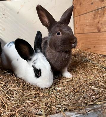 2 broertjes beschikbaar voor biedingen