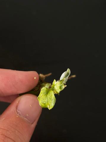 Monstera Frozen Freckles - Zeldzaam beschikbaar voor biedingen