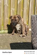 Mooie brindle Boerboel reu ter dekking aangeboden, Dieren en Toebehoren, Reu, CDV (hondenziekte), Eén hond, 3 tot 5 jaar