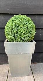 Bloempotten van zink, Ophalen of Verzenden, Bloeit niet, Overige soorten, Volle zon