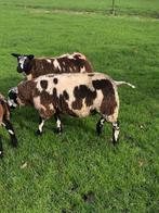 Bonte dekram, Dieren en Toebehoren, Schapen, Geiten en Varkens, Mannelijk, Schaap