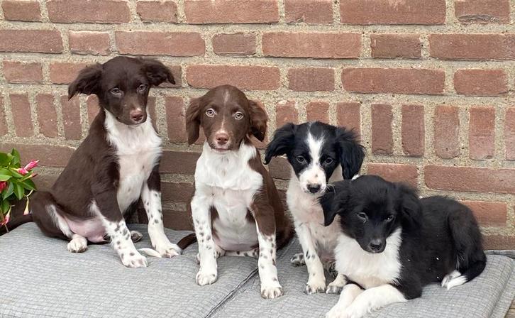 Prachtige BORDER COLLIE x FRIESE STABIJ pups, Dieren en Toebehoren, Honden | Niet-rashonden, Middel, Meerdere dieren, Fokker | Professioneel
