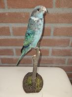 Prachtige opgezette blauwe Barnard Parkiet, Verzamelen, Dierenverzamelingen, Ophalen of Verzenden, Nieuw, Vogel, Opgezet dier