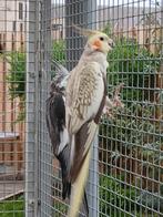 Valkparkieten, Dieren en Toebehoren, Vogels | Parkieten en Papegaaien, Meerdere dieren, Parkiet