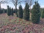 Te koop taxus baccata, Tuin en Terras, Ophalen, Taxus, Haag, 100 tot 250 cm