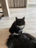Main coon katertje, Dieren en Toebehoren, Kater, Ontwormd, 0 tot 2 jaar