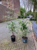 Zwarte bamboe, phyllostachys nigra, In pot, Halfschaduw, Overige soorten, Bloeit niet