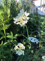 Orlaya Straalscherm, Tuin en Terras, Bloembollen en Zaden, Ophalen of Verzenden, Volle zon