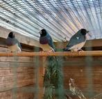 Koppel blauwe gouldamadines, Dieren en Toebehoren, Vogels | Overige Vogels, Meerdere dieren