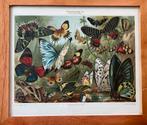 VLINDERS, Antiek en Kunst, Ophalen of Verzenden