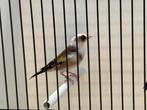 Parva Putter Te Koop, Dieren en Toebehoren, Vogels | Overige Vogels, Vrouwelijk, Wildzangvogel, Geringd