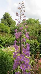 Riddersporen, Delphinium, Overige soorten, Vaste plant, Ophalen of Verzenden, Halfschaduw