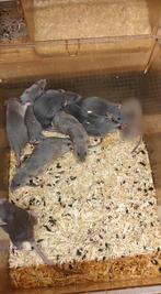 De laatste 8 rittens man, Dieren en Toebehoren, Knaagdieren, Rat, Mannelijk, Tam, September