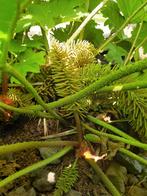 Gunnera Manicata , grote stek., Vaste plant, Halfschaduw, Zomer, Ophalen