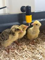 🐣 Eendagskuikens 🐣 van onze japanse celadon kwartles, Dieren en Toebehoren, Pluimvee, Geslacht onbekend, Overige soorten