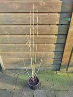 Hibiscus te koop, Ophalen, Overige soorten, Struik, 100 tot 250 cm