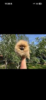 Pomeriaan mini, Particulier, Reu, 8 tot 15 weken, Buitenland