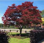 Rode Beuk van 1.5 meter - Prachtige boom voor uw tuin!, 100 tot 250 cm, Volle zon, In pot, Overige soorten