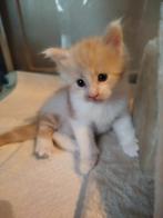Maine Coon kittens, Meerdere dieren, Gechipt, 0 tot 2 jaar