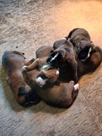 Boxer pups, Dieren en Toebehoren, 8 tot 15 weken, Meerdere, Meerdere dieren, Nederland