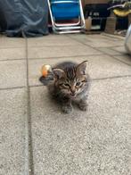 Kitten, Dieren en Toebehoren, Kater, Ontwormd