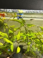 2 mannelijke guppen, Dieren en Toebehoren, Vissen | Aquariumvissen, Vis