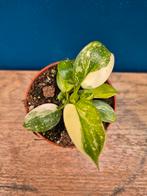 Philodendron Green Congo Variegata p8 (6)