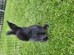 Duitse reus jongen, Dieren en Toebehoren, Konijnen, Meerdere dieren, Groot, 0 tot 2 jaar