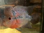 Flowerhorn koppel +/- 15cm, Dieren en Toebehoren, Vissen | Aquariumvissen, Vis, Zoetwatervis