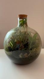 Planten terrarium ecosysteem, Huis en Inrichting, Kamerplanten, Ophalen, Overige soorten, Minder dan 100 cm