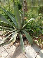 hele grote Agaves  4 stuks, Ophalen, Zomer, Overige soorten, Volle zon