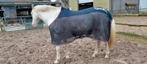 Eskadron cooler vliegendeken L 195, Dieren en Toebehoren, Paarden en Pony's | Dekens en Dekjes, Ophalen of Verzenden, Zo goed als nieuw