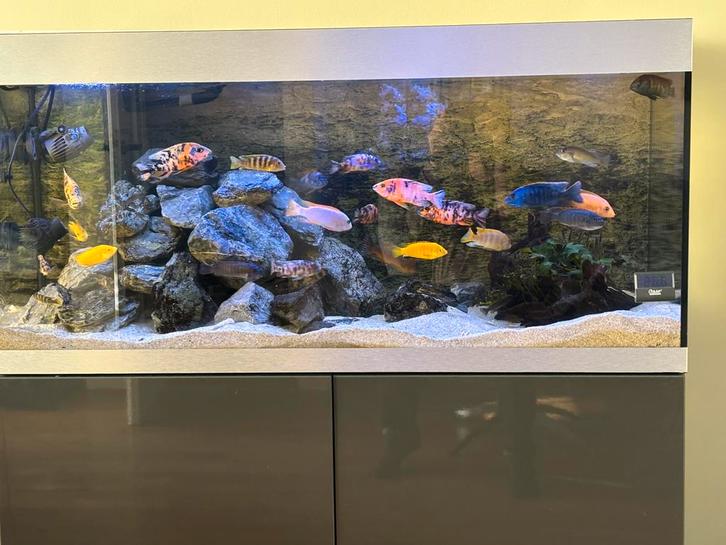 Oase highline 300 plus 2 filters, Dieren en Toebehoren, Vissen | Aquaria en Toebehoren, Zo goed als nieuw, Gevuld zoetwateraquarium