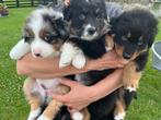 Mooie australian shepherd pups, Dieren en Toebehoren, 8 tot 15 weken, Meerdere, Meerdere dieren, Nederland