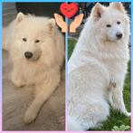 Samojeed pup  1 reutje, Dieren en Toebehoren, Reu, 8 tot 15 weken, Poolhond, Eén hond