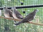 4 Vredesduifjes, Dieren en Toebehoren, Vogels | Duiven, Meerdere dieren, Overige soorten