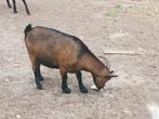Dwerggeiten en bokken, Dieren en Toebehoren, Schapen, Geiten en Varkens, Meerdere dieren, Geit