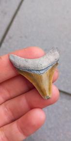 Megalodon haaientand fossiel uit Bone valley, Ophalen of Verzenden, Fossiel
