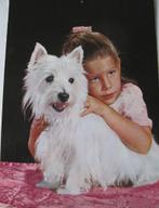 West highland white terrier met meisje - 1978, Gelopen, 1960 tot 1980, Verzenden, Hond of Kat