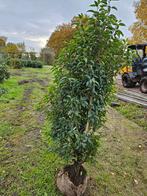 Portugese laurier, Tuin en Terras, Ophalen of Verzenden, Laurier, 100 tot 250 cm