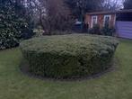 Grote Buxusstruik - Zelf uitgraven in Hasselt, Tuin en Terras, Planten | Bomen, Volle zon, Bloeit niet, Minder dan 100 cm, Overige soorten