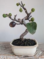 Ficus Carica Vijg Bonsai, Tuin en Terras, Planten | Bomen, Bloeit niet, Halfschaduw, Minder dan 100 cm, Overige soorten