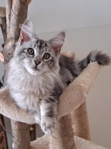 Grootste Maine Coon poesje weer beschikbaar! Dikke knuf!!! beschikbaar voor biedingen