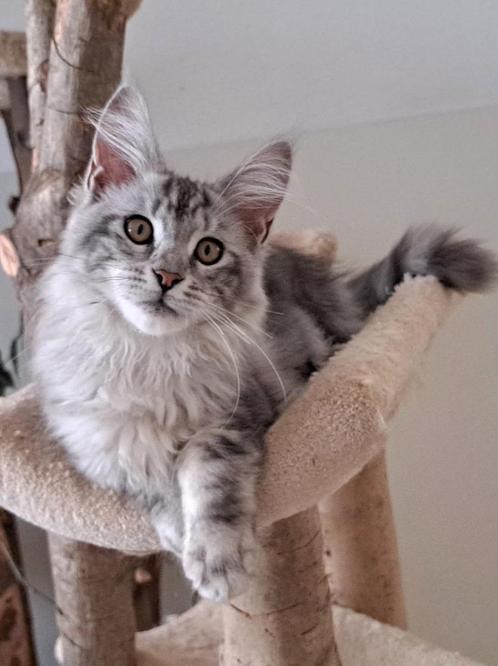 Grootste Maine Coon poesje weer beschikbaar! Dikke knuf!!!, Dieren en Toebehoren, Katten en Kittens | Raskatten | Langhaar, Poes