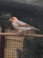 Gevraagt bastaarden kanaries, Dieren en Toebehoren, Vogels | Overige Vogels, Mannelijk