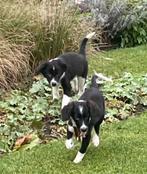 Bijzonder mooie  BORDER COLLIE x FRIESE STABIJ pups, Dieren en Toebehoren, Nederland, CDV (hondenziekte), 8 tot 15 weken, Meerdere
